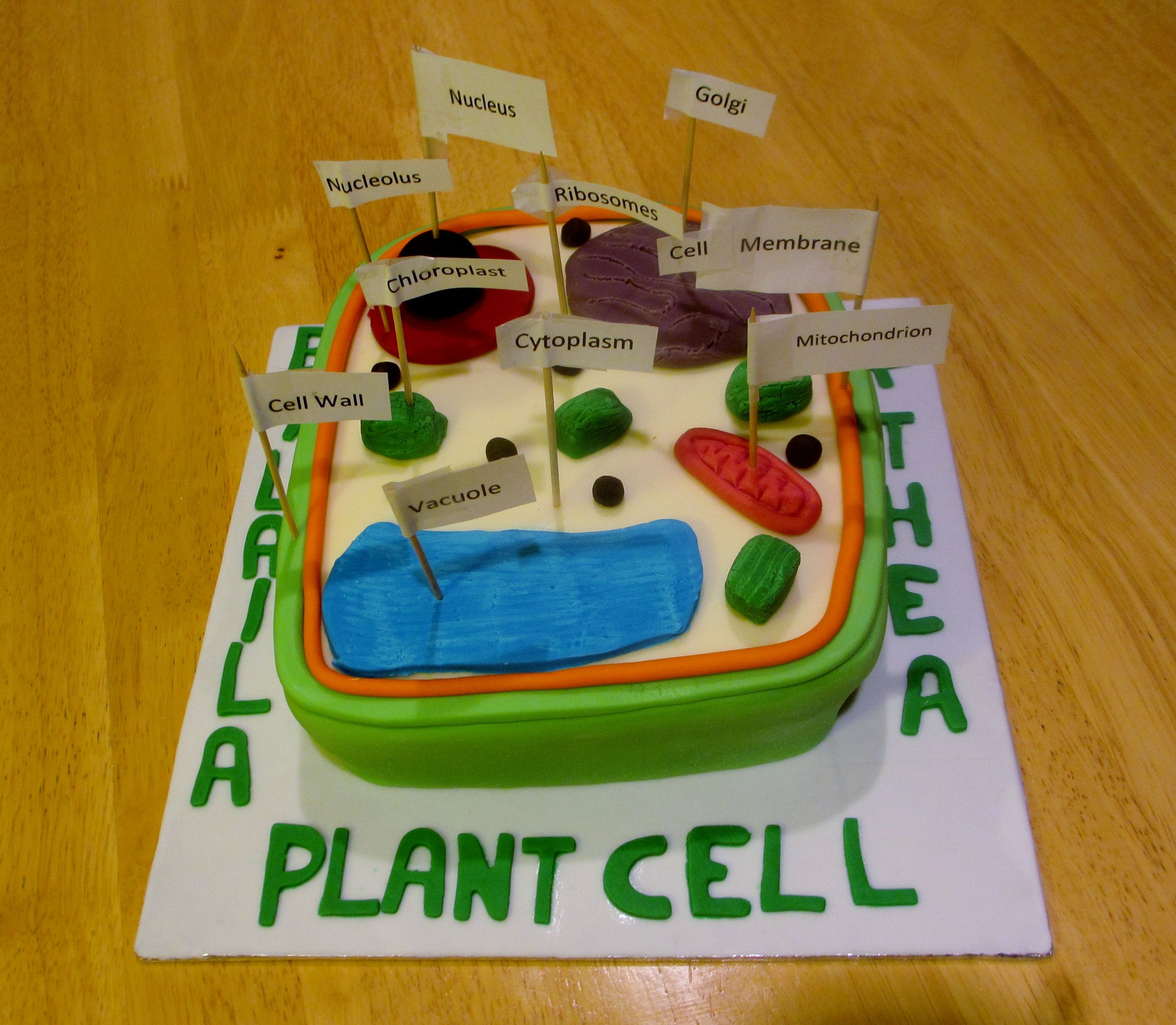 homemade plant cell model